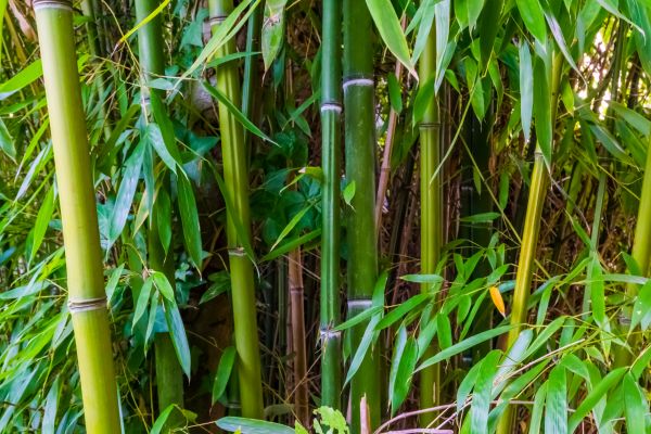 Cost of Bamboo Trimming in Mesa