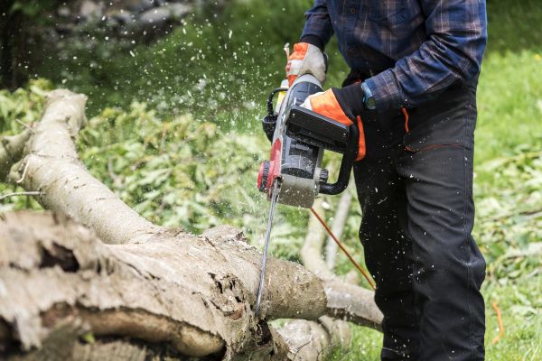 Cost of Branch Removal Service in Mesa
