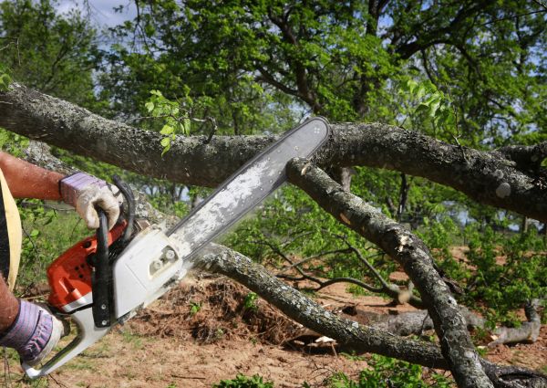 Cost of Tree Lopping Service in Mesa