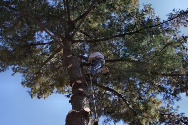 Cost of Trimming Service in Mesa