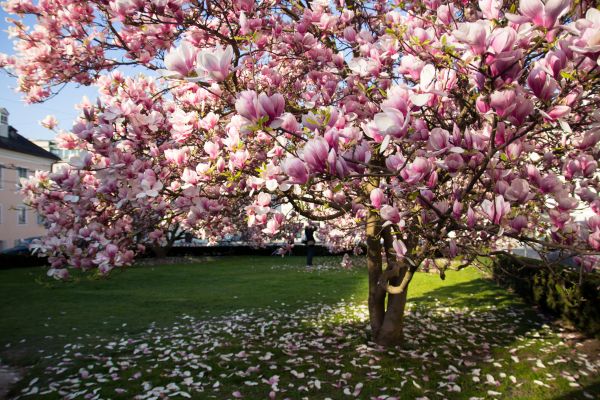 Cost of Ornamental Tree Pruning in Mesa