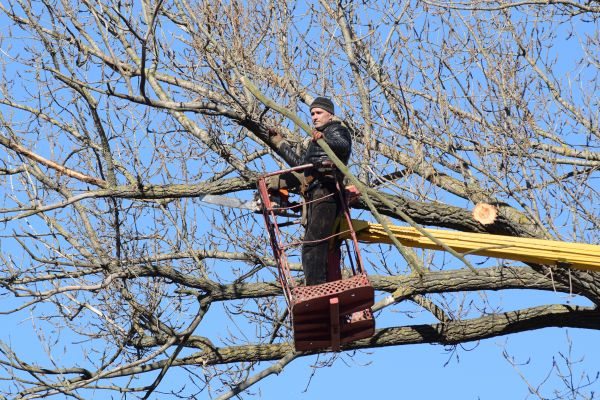 Cost of Emergency Tree Trimming in Mesa