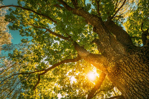 Cost of Oak Tree Pruning in Mesa