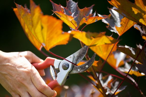 Cost of Maple Tree Pruning in Mesa