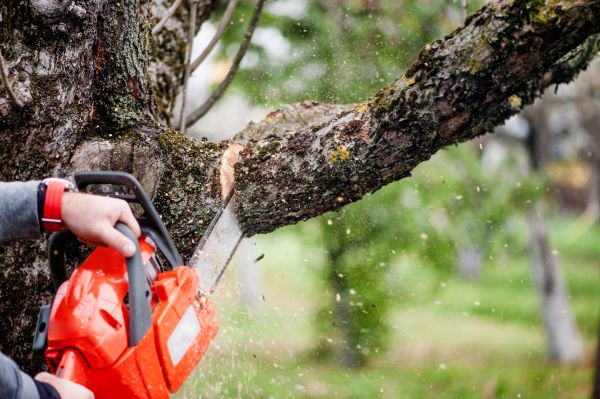 Cost of Tree Limbs Removal in Mesa