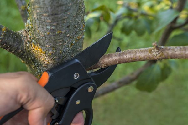 Cost of Tree Limb Cutting in Mesa