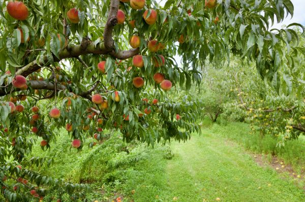 Cost of Peach Tree Pruning in Mesa