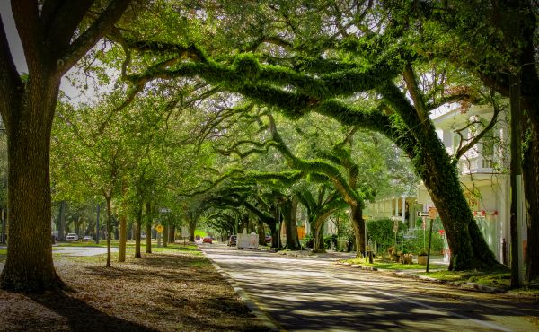 Cost of Tree Canopy Thinning in Mesa