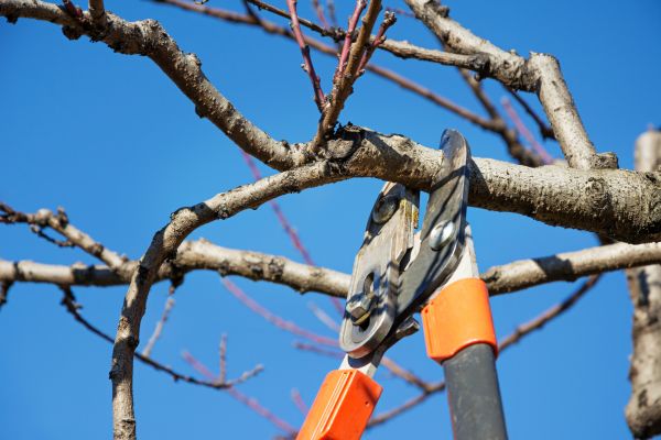 Cost of Peach Tree Trimming in Mesa