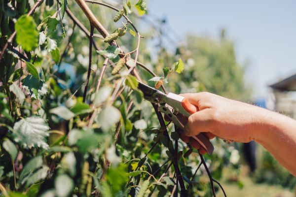 Cost of Birch Tree Pruning in Mesa