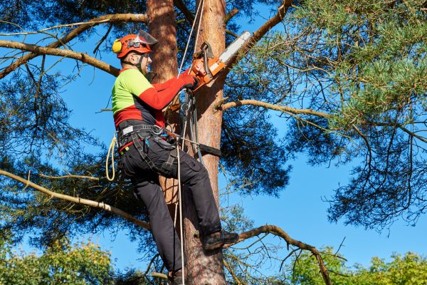 Cost of Canopy Pruning in Mesa