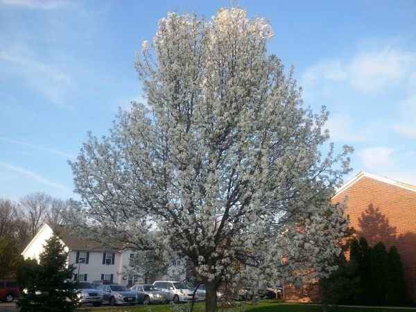 Cost of Bradford Pear Tree Pruning in Mesa