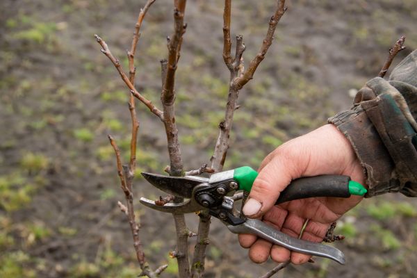 Cost of Pear Trees Pruning in Mesa