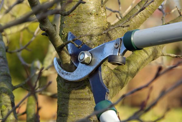 Cost of Tree Limb Trimming Service in Mesa