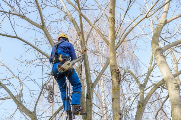 Cost of Large Tree Trimming in Mesa