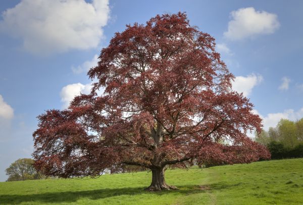 Cost of Beech Tree Pruning in Mesa