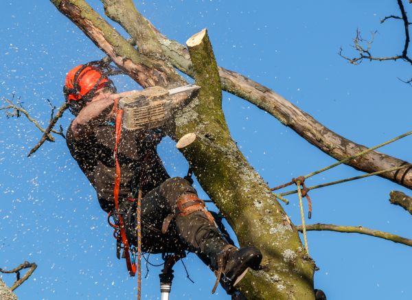 Cost of Tree Trimming Service in Mesa