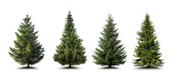 Cost of Pine Tree Trimming in Mesa