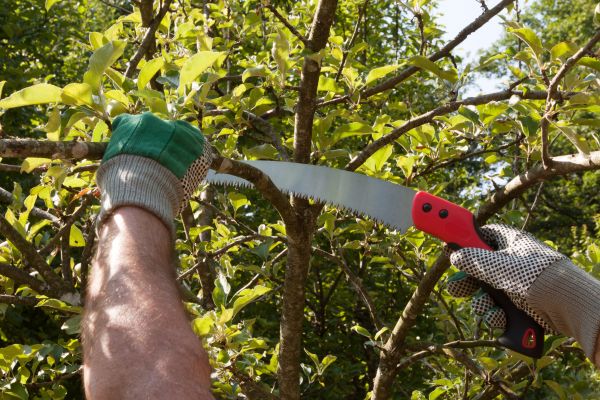 Cost of Apple Tree Trimming in Mesa