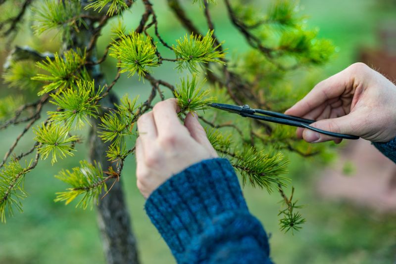 Beech Tree Pruning