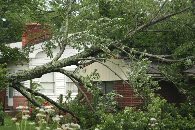 Large Tree on Roadway